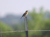 Dickcissel May 07 Field Trip 015 